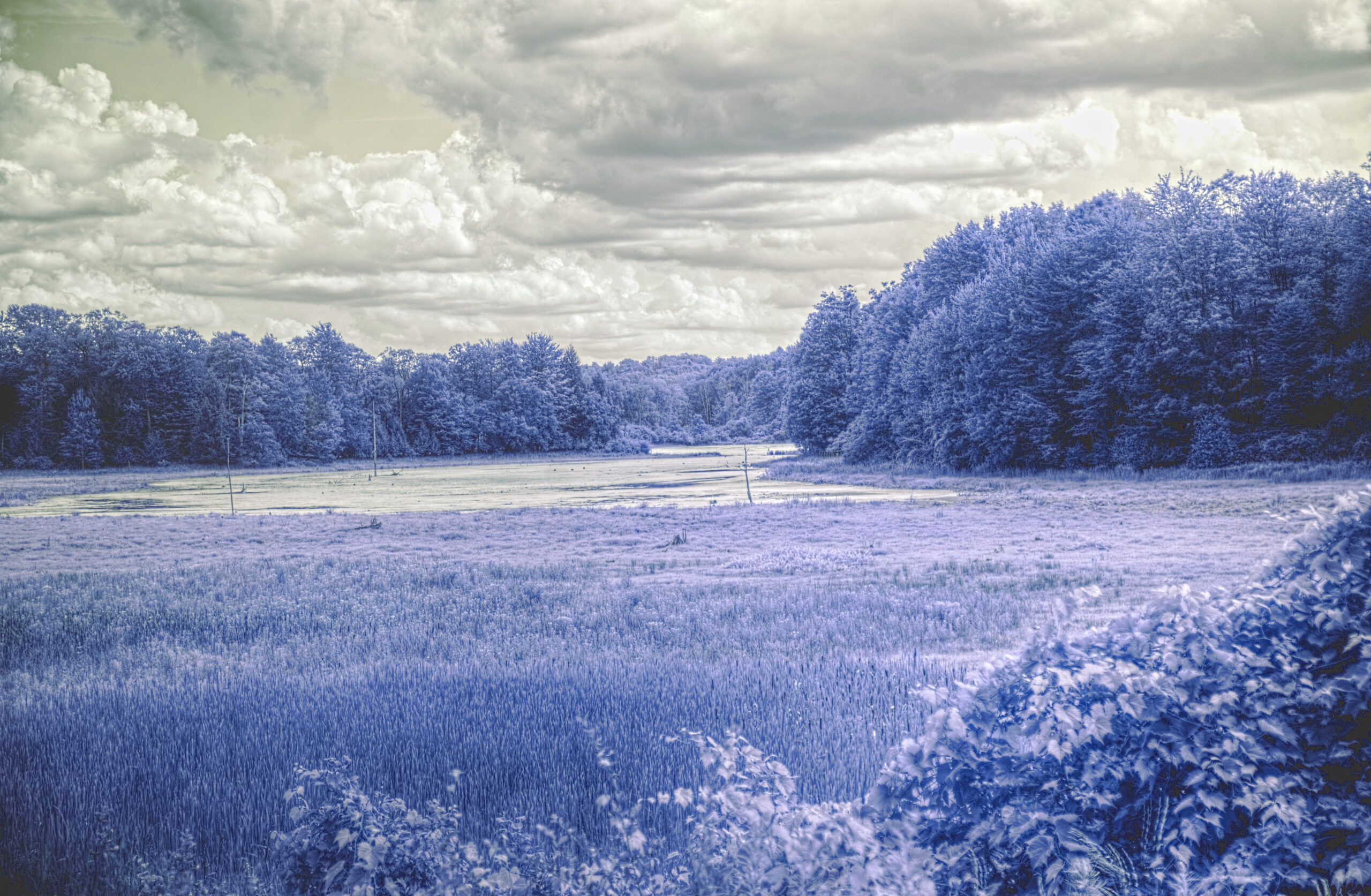 False-color infrared landscape photographed with a full-spectrum Canon EOS R6 Mark II